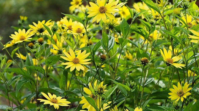 Comment propager les tournesols vivaces – les experts partagent des conseils pour diviser les plantes et semer les graines perennial sunflowers in bloom