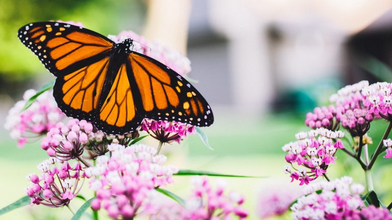 Vous pouvez récolter des graines d’asclépiade à la fin de l’été pour cultiver votre collection de plantes pour les papillons gratuitement – quand et comment collecter cette prime A Monarch butterfly feeding on a pink milkweed bloom