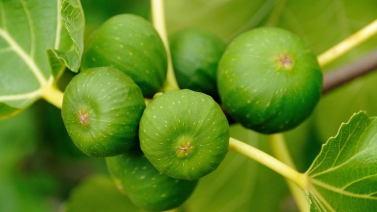 Croyez-moi, ce piratage pour protéger vos figues des écureuils et des oiseaux peut sembler fou, mais cela fonctionne – tout ce dont vous avez besoin est Covering figs in tinfoil