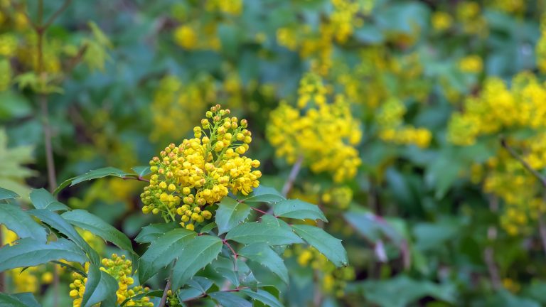 Les plantes à ombre à feuilles persistantes peuvent éclairer instantanément les coins sombres d’une cour – 5 recommandations d’experts pour les arbustes qui travaillent dur Yellow flowers and dark green leaves of the Oregon grape evergreen shrub