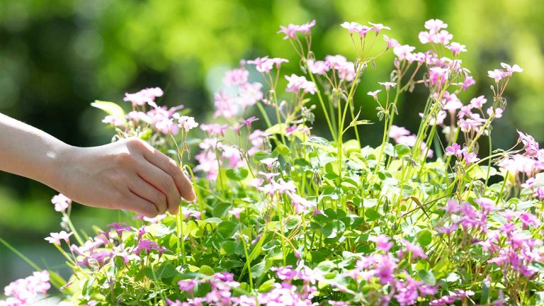 C’est peut-être très tentant, mais est-il toujours acceptable de cueillir des fleurs dans la cour de quelqu’un d’autre? Les experts discutent des raisons de s’abstenir picking pink flowers
