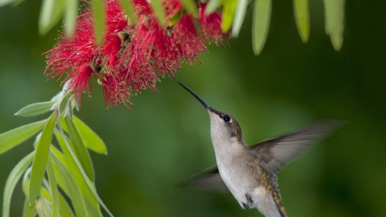 Pourquoi les colibris se battent-ils? Les experts de la faune répondent à cette question séculaire – et nous révélons comment vous pouvez maintenir la paix dans votre cour A ruby-throated hummingbird feeding on the nectar of a bottlebrush flower, with unusual red blooms