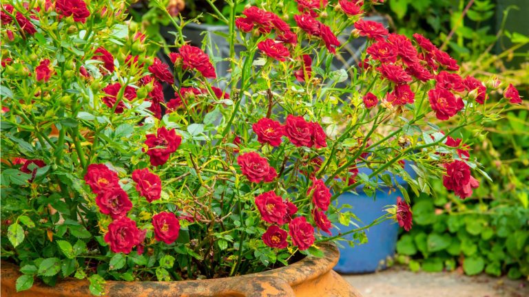 Puis-je cultiver une mini rose à l’extérieur? Comment ajouter cet adorable arbuste à fleurs à votre jardin en 3 étapes faciles Grow a mini rose plant outdoors