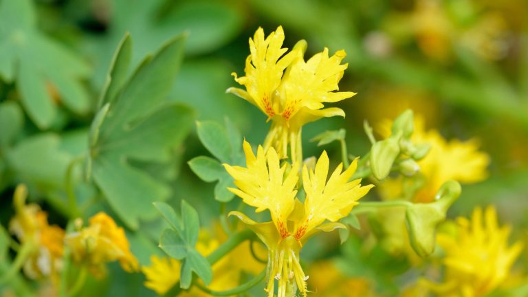 Comment développer le canari de canari – pour un grimpeur à fleurs jaunes qui s’avérera irrésistible aux colibris migrateurs Tropaeolum peregrinum, or the Canary Creeper, with yellow flowers in summer