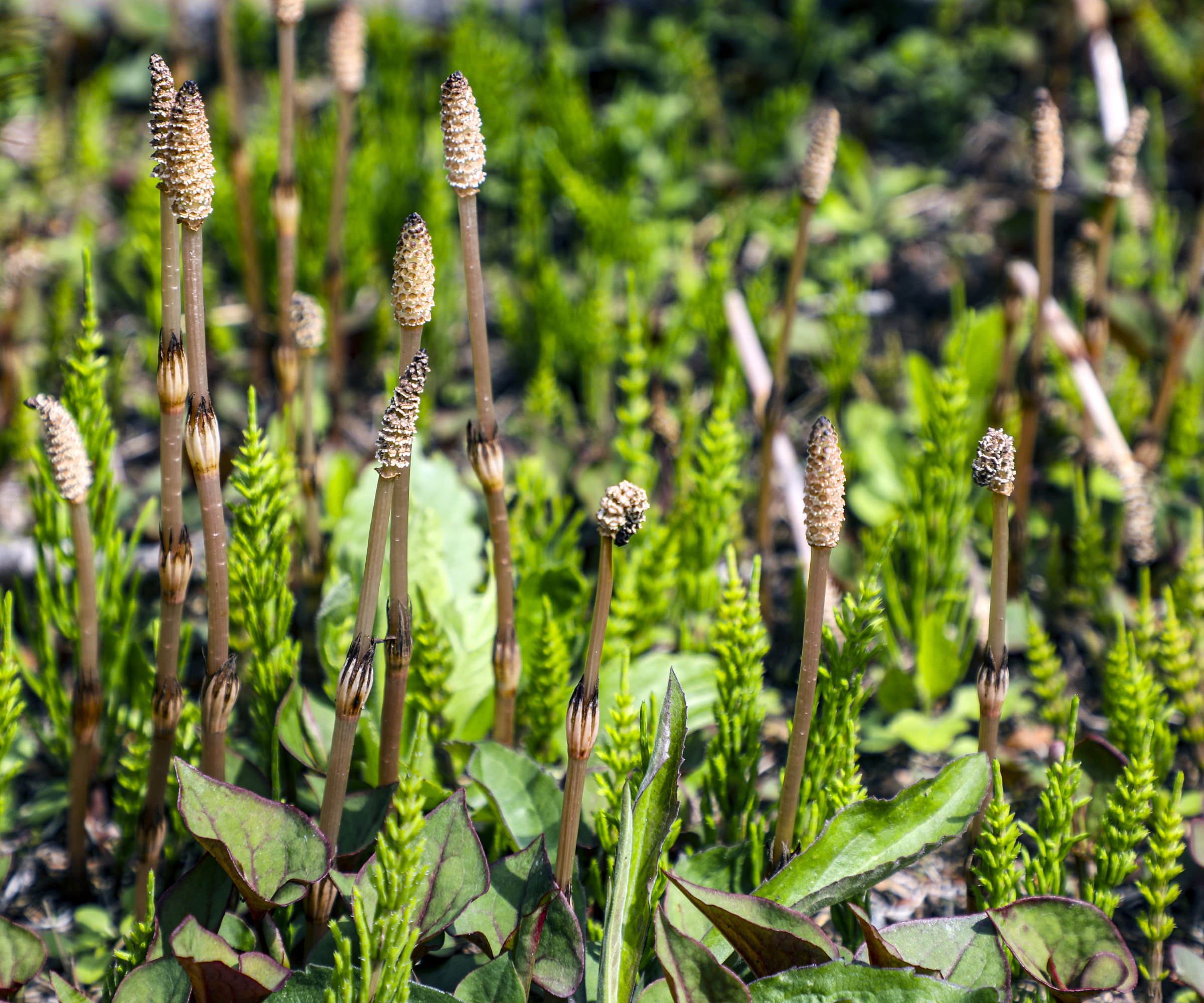 Les tiges de sous-traitants bruns au printemps
