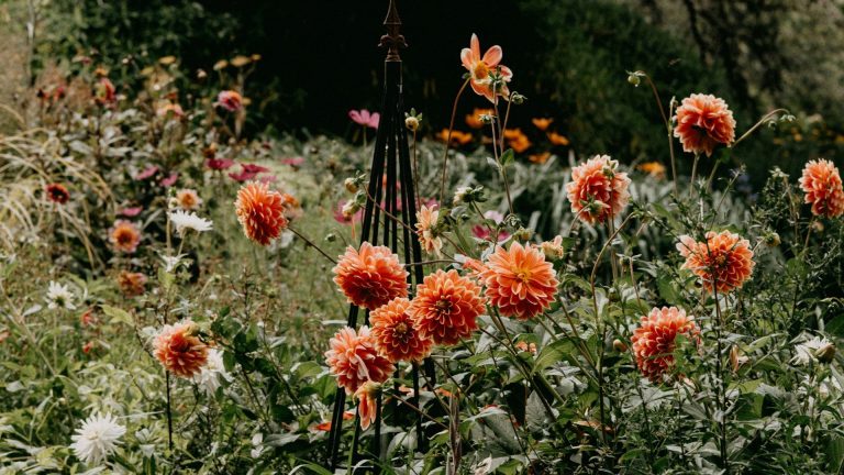 Les pastels sont sortis et la terre cuite se trouve certainement – 7 des meilleures fleurs terreuses de couleur roux pour ajouter une touche chaude et dorée à votre jardin Dahlias in a flower bed