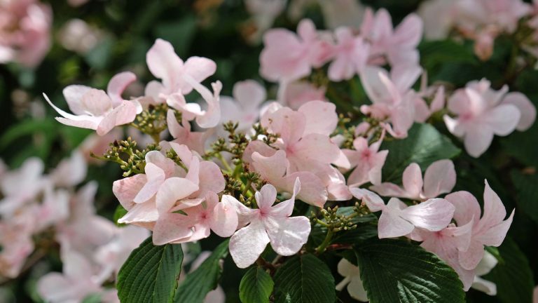 Fait avec des hortensias à maintenance à haute maintenance? Nous avons trouvé 7 alternatives qui sont tellement plus faciles à cultiver – vous vous remercierez l’été prochain Pink flowers of evergreen Viburnum plicatum ‘Kilimanjaro Sunrise’
