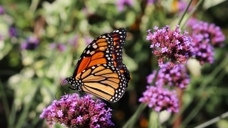 Cultiver ces 5 plantes dans votre cour est l’une des pires choses que vous puissiez faire pour les pollinisateurs, selon un écologiste professionnel – pourquoi ils causent plus de mal que de bien, et que planter à la place Worst plants for pollinators