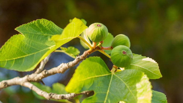 Comment et quand fertiliser les figues – pour une croissance luxuriante et une prime de fruits chaque été Figs on a fig tree in the sunshine