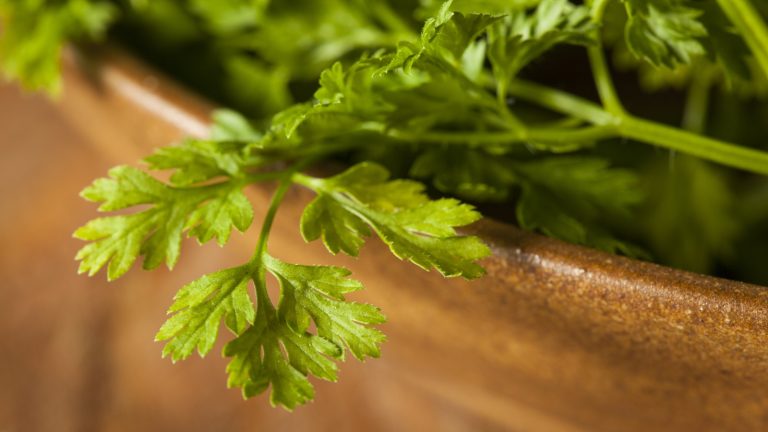 Cervil est un incontournable de la cuisine française, et vous serez étonné de voir à quel point il est facile et rapide de grandir dans les jardins ou les pots aux herbes Chervil stems and leaves in a container on a wooden table