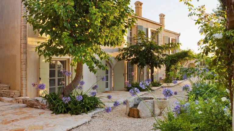J’ai planté presque tous les types d’Agapanthus, et je peux dire en toute sécurité que ce sont les 6 meilleures variétés à développer pour des écrans sculpturaux extraordinaires Agapanthus growing in a mediterrenean garden