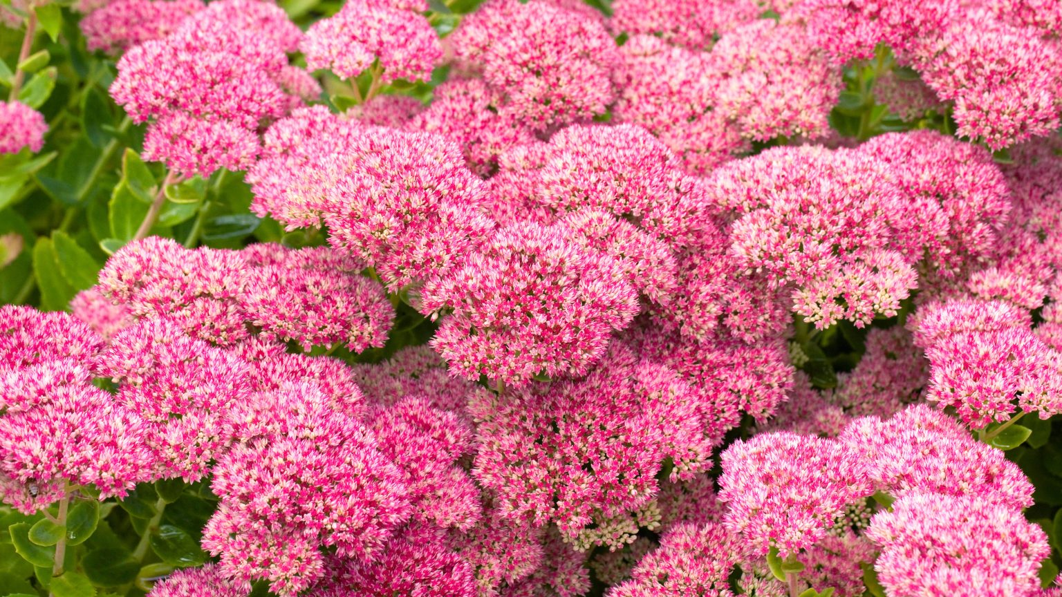 SEDUM CARE ET GUIDE DE CROISSANCE: Comment faire pousser des stonecrops pour une couverture de sol résiliente et une couleur vibrante sedum flowering Sedum Hylotelephium Herbstfreude