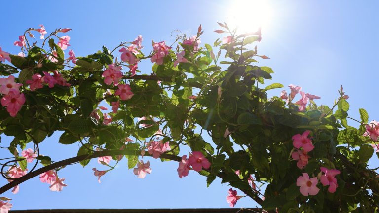 Il est essentiel de fertiliser Mandevilla pour le meilleur affichage – voici le régime parfait pour de superbes vignes couvertes de fleurs éblouissantes pour attirer des colibris A pink-flowering mandevilla growing over an arch against a sunny blue sky