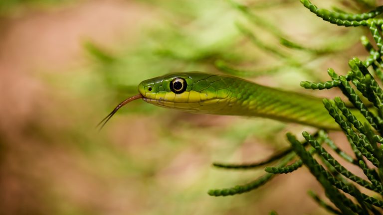 Snakes dans votre cour? Voici ce qu’il dit de votre jardin (et les experts révèlent comment réduire les numéros de serpent) Snake in plant