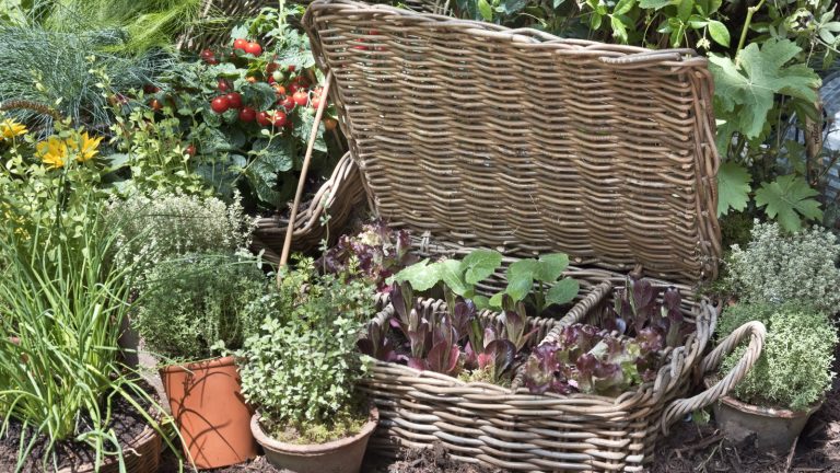 Obtenez des légumes gratuits pendant des années, en achetant une seule fois des graines – 5 des meilleures cultures pour collecter des graines locales Various vegetable plants growing in wicker containers and terracotta pots