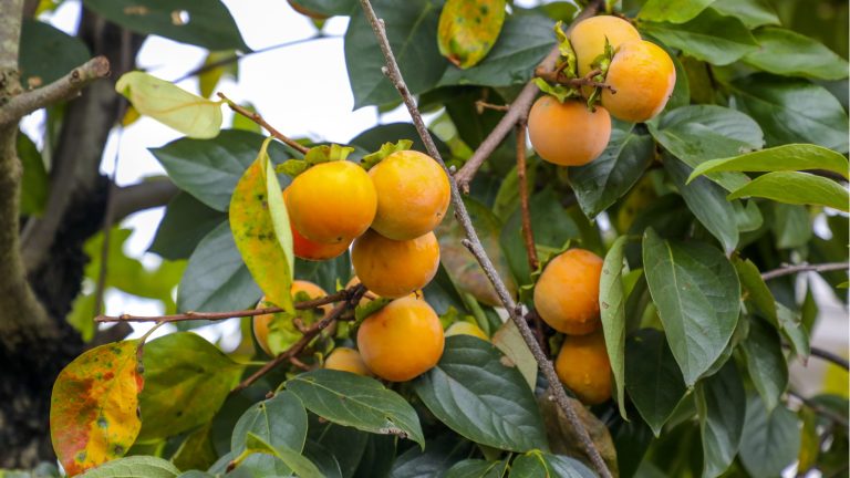 Que signifie une cuillère dans une graine de kaki? Ce folklore amusant prédise le temps hivernal – découvrez les 3 possibilités que ces graines de fruits révèlent How to get a persimmon tree to fruit