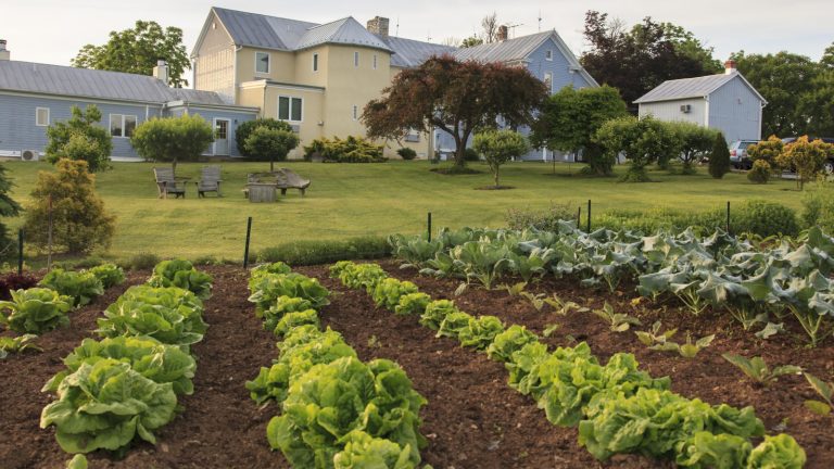Vous pouvez obtenir à la fois des récoltes d’hiver et des friandises de printemps en plantant des légumes en septembre – voici notre sélection experte de cultures pour semer ce mois-ci A vegetable garden outside a large house with a green lawn
