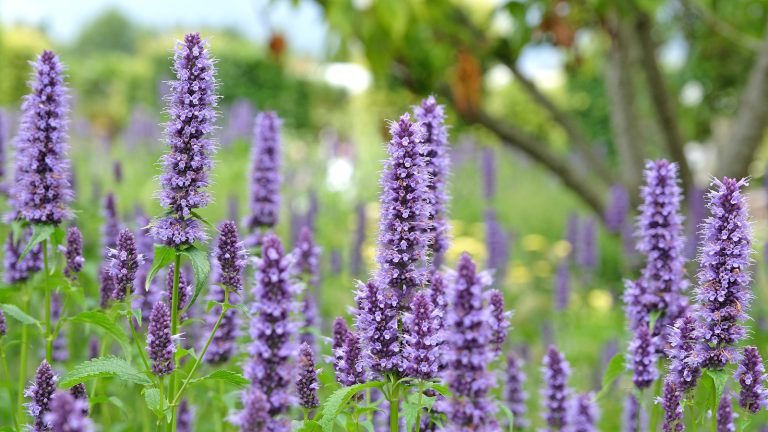 Comment cultiver la menthe colibri dans des pots – Conseils d’experts pour une plante de patio sans bruit que les abeilles, les oiseaux et les papillons adorent Purple agastache flowers in full bloom during summer