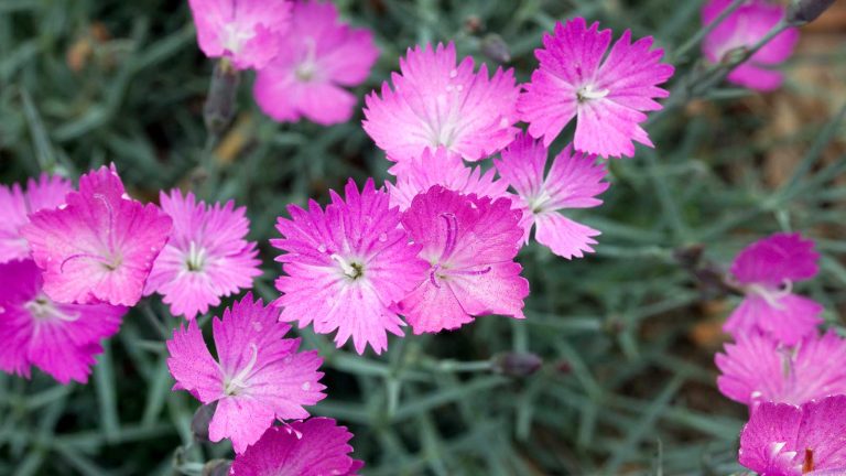 Meilleures plantes de couverture terrestre parfumés – 5 choix parfumés pour remplir le sol nu et élever l’attrait sensoriel de votre jardin dianthus firewitch in flower