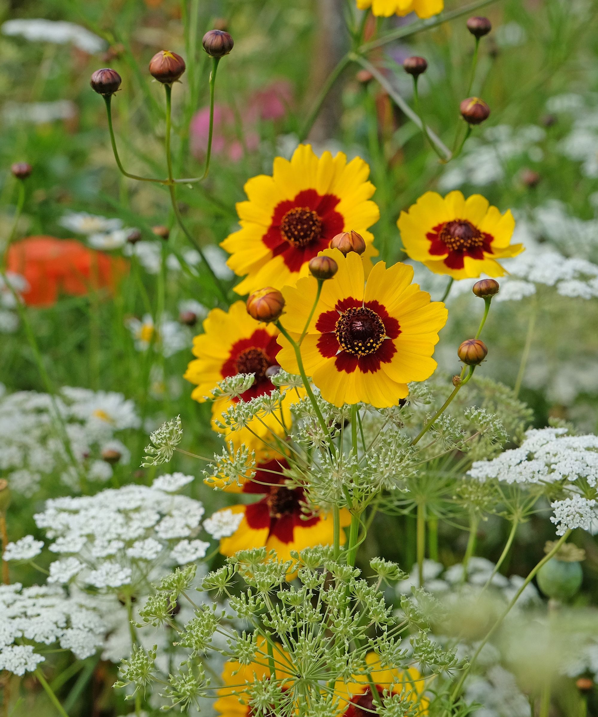 Coreopsis