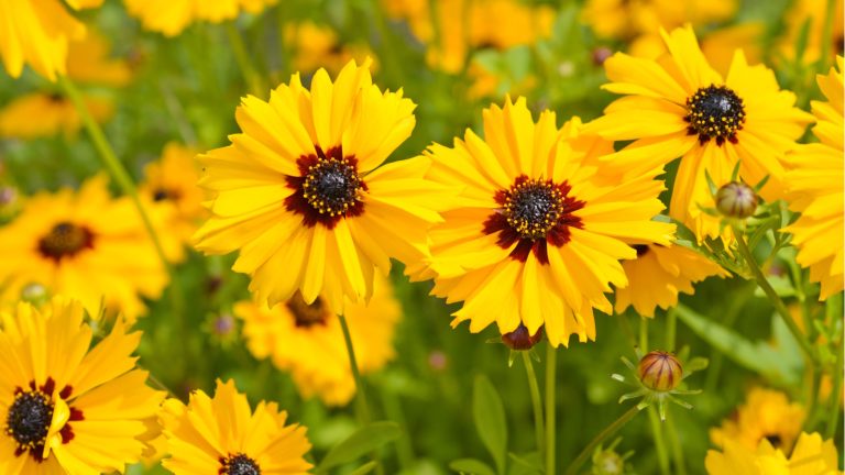 Comment cultiver coreopsis – pour une plantation de prairie douce à écoulement libre How to grow coreopsis