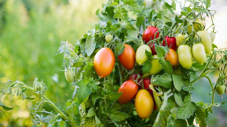 Les pucerons attaquent-ils vos plantes? Essayez ce spray de feuillage de tomate – un piratage facile et bricolage recommandé par un expert en jardinage aux légumes tomato plants growing