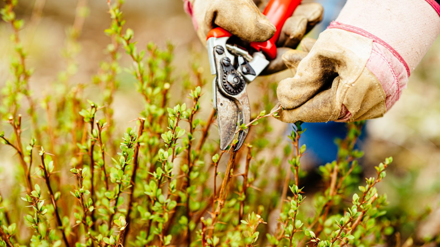 7 plantes que je taille toujours en août en tant que jardinier professionnel – coupez ces fleurs et arbustes maintenant avant qu’il ne soit trop tard Pruning berberis with pruning shears