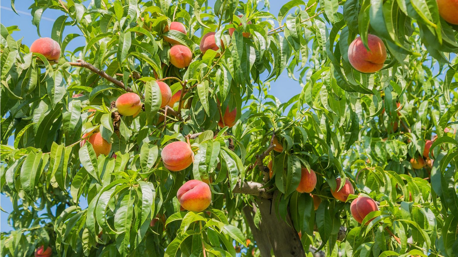 Comment obtenir un pêche aux fruits – 3 conseils que les experts disent vous apporteront une récolte plus grande et plus douce How to get a peach tree to fruit