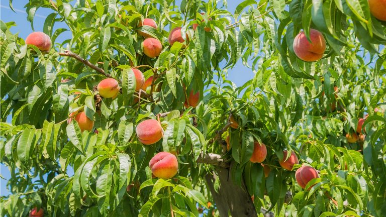 Comment obtenir un pêche aux fruits – 3 conseils que les experts disent vous apporteront une récolte plus grande et plus douce How to get a peach tree to fruit