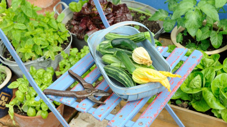 J’ai cultivé ces 5 légumes tout l’été, et je n’ai jamais eu de rendements aussi énormes – que faire grandir si vous voulez des cultures abondantes blue painted garden chair with blue painted vegetable trug filled with courgettes, some in flower, surrounded by pots of herbs and lettuce leaves