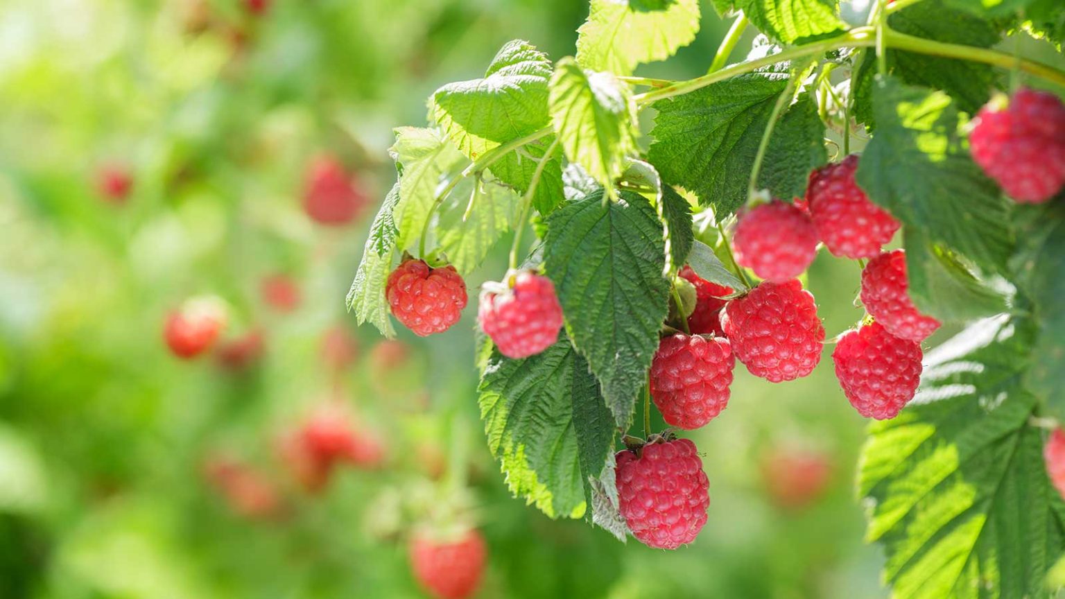 Comment protéger les fruits mous des oiseaux, des parasites et d’autres animaux sauvages – 3 façons approuvées par des experts pour assurer la sécurité de vos cultures et quoi éviter raspberries growing
