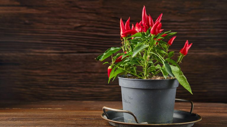 Vous pouvez cultiver des récoltes de chili dans de minuscules espaces ensoleillés – nos recommandations d’experts des meilleures variétés pour les pots (que vous les aimiez chaudes ou non) A chili pepper plant covered with red fruits in a container against a wooden background