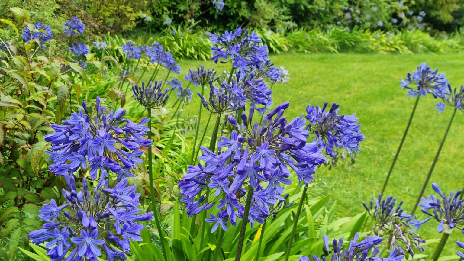 Pourquoi mon Agapanthus n’est-il pas fleuri? Ce que j’ai appris après des années à faire pousser ces fleurs en tant que jardinier professionnel Blue flowers of agapanthus in a garden border next to a lush green lawn