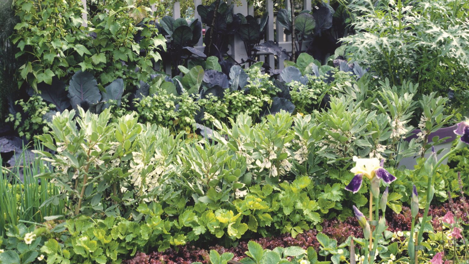 Si vous aspirez à de savoureuses récoltes locales en hiver et au printemps, je vous recommande de planter ces 7 légumes faciles à cultiver en août Vegetables, fruits, and herbs growing in rows in a kitchen garden