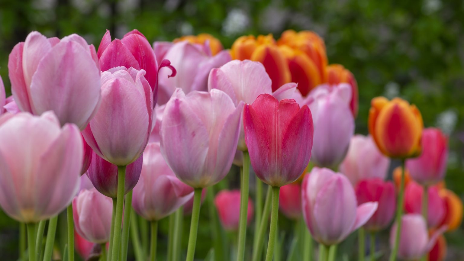 7 ampoules incontournables à commander en août – Mes fleurs de printemps de référence en tant que jardinier professionnel (obtenez-les avant qu’il ne soit trop tard) Pink, red and orange tulips growing in a spring garden