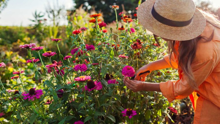 Vous voulez des fleurs brillantes et brillantes? Un ancien agriculteur de fleurs partage les secrets à des dahlias parfaits, des zinnias et des cosmos person cutting zinnias in a field