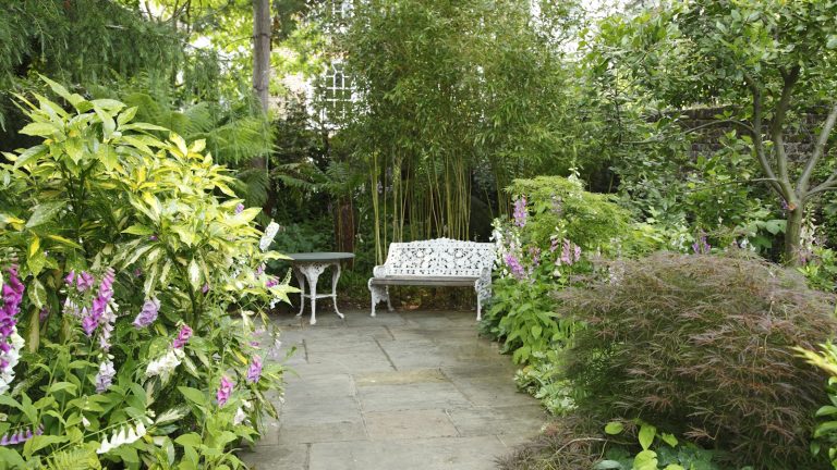 5 plantes de haies qui prospèrent sur la négligence – ces arbustes de limites faciles à vivre et beaux aiment être ignorés, disent les experts du jardin Green back garden with a white bench, surrounded by foxgloves and shrubs