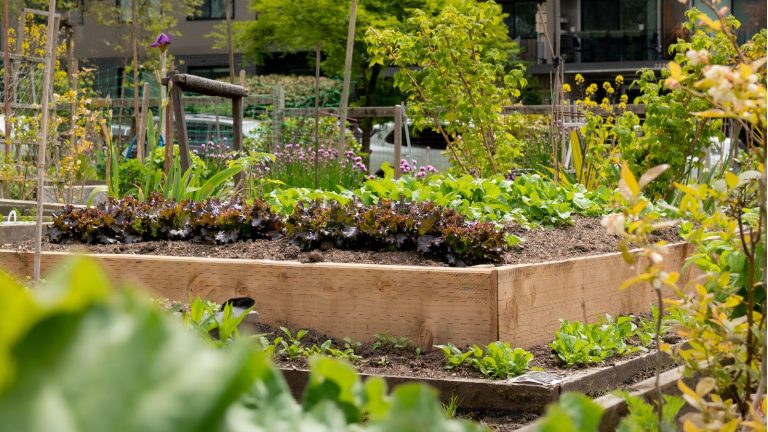 Idées de lit de jardin élevé à l’automne – 5 façons de les utiliser et de garder votre jardin en vie pendant les mois les plus froids Raised garden bed