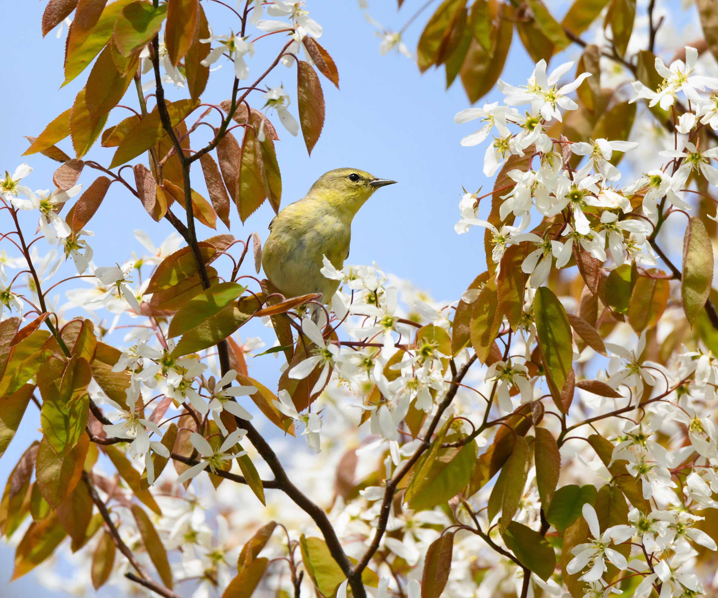 oiseau en service à fleurs