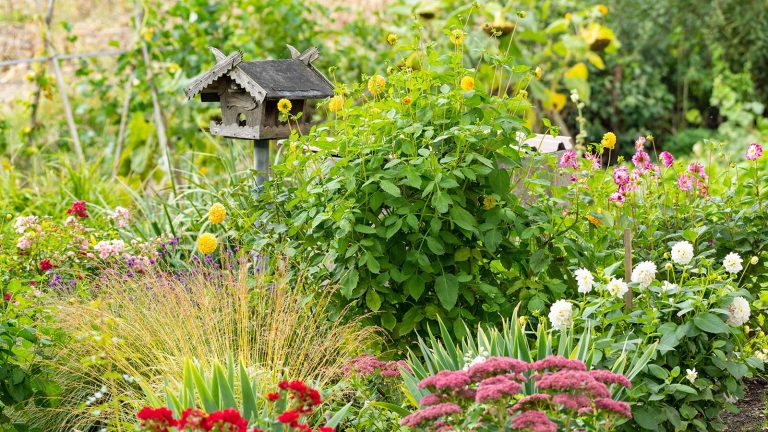 Plantes pour grandir autour d’une mangeoire à oiseaux – les experts recommandent 7 choix supérieurs qui offrent des avantages supplémentaires à nos amis à plumes wooden bird table surrounded by flowers