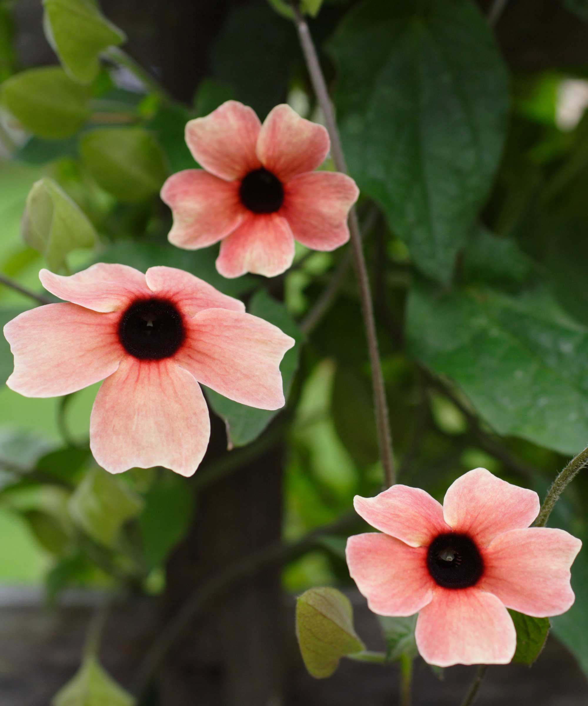 Fleurs de thunbergia alata
