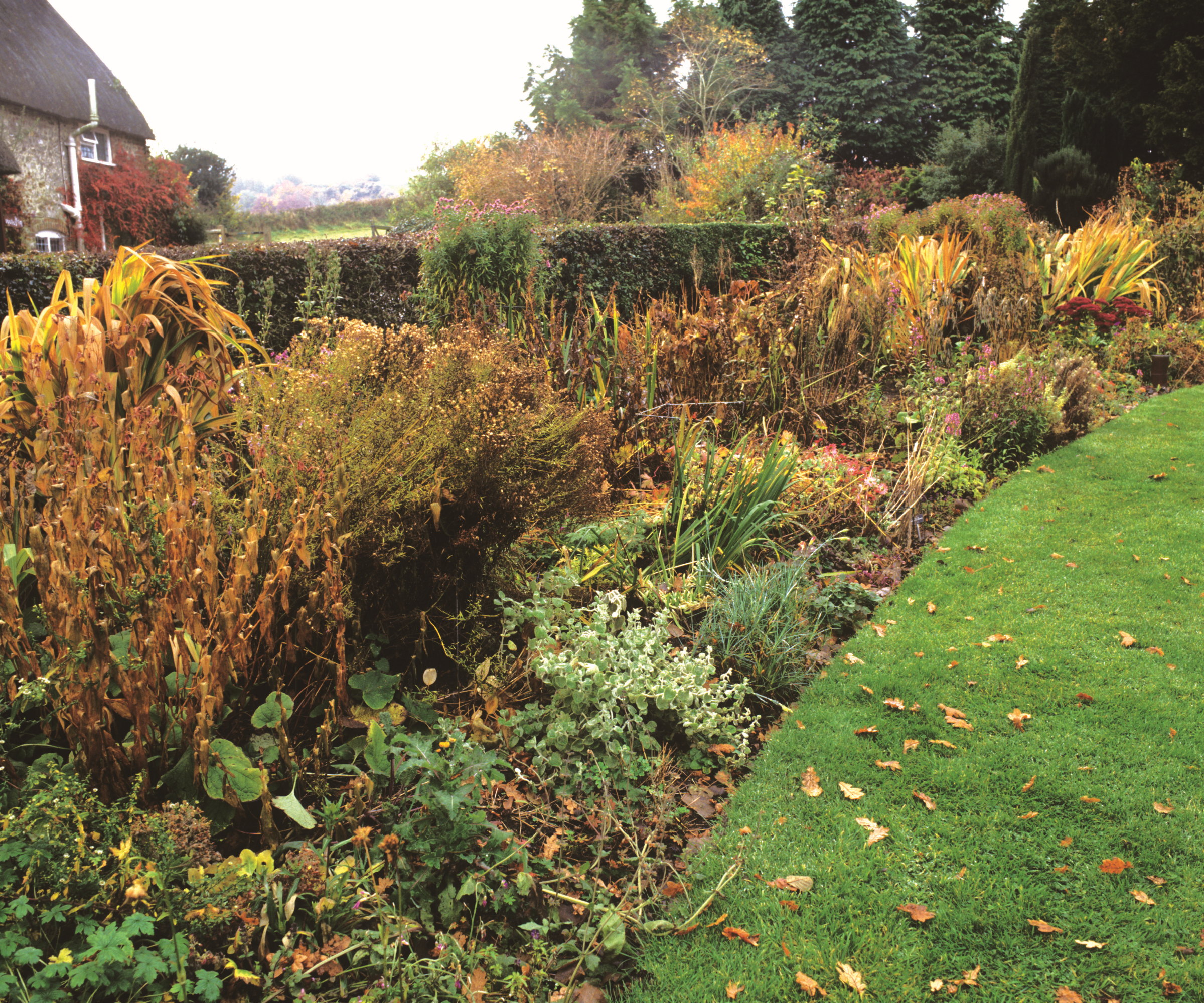 Une bordure de fleur d'automne, avec des feuilles tombées et des tiges brunissantes