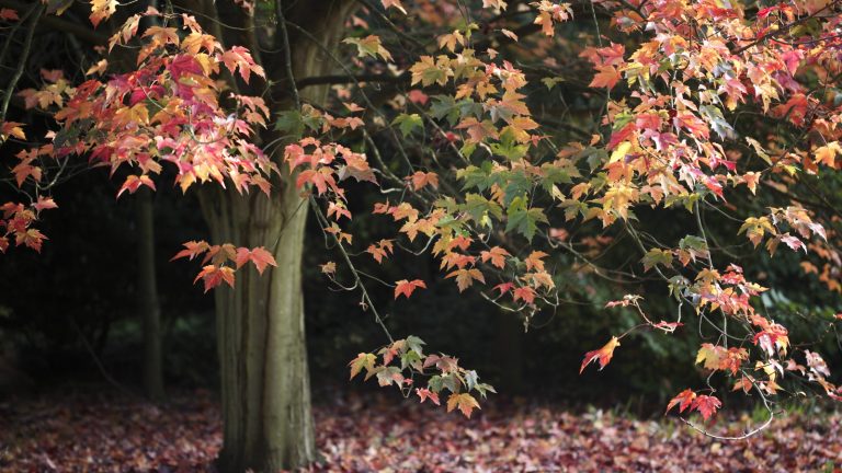 Qu’est-ce qu’une fausse chute exactement? Comment les jardiniers peuvent aider à obtenir des plantes et des arbres à travers cette période délicate An oak tree with red leaves and fallen foliage in the fall