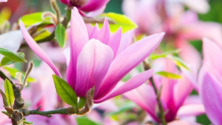 L’automne est le moment idéal pour transplanter un magnolia – comment le faire en 9 étapes faciles close up of a magnolia tree in bloom