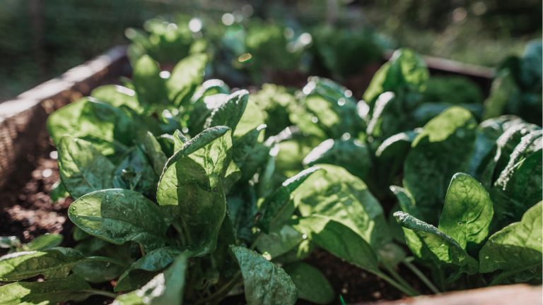 Cette seule erreur a fait boulonner mes épinards – et comment j’ai appris à éviter facilement ce problème commun à l’avenir Spinach bolting