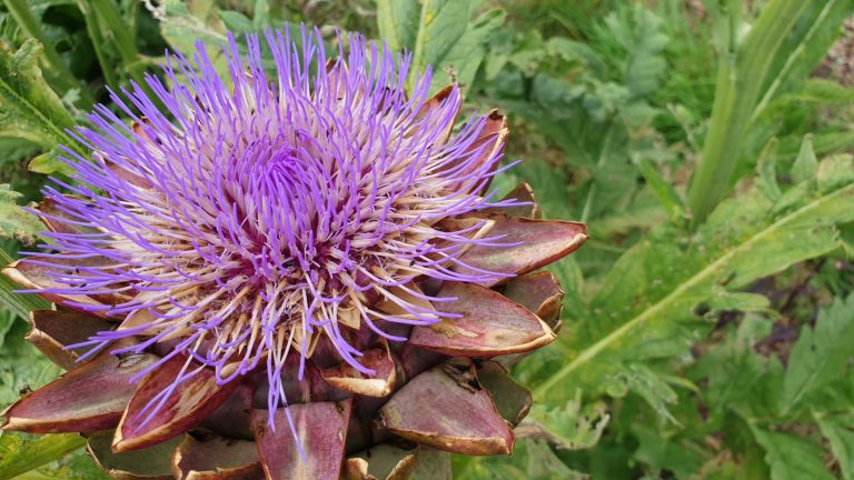 Comment faire pousser des cardons – pour un comestible ornemental colossal qui attirera l’attention dans n’importe quel jardin The flowering head of a towering cardoon