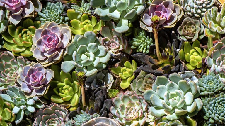 7 plantes Vous devriez toujours pousser à côté des plantes succulentes, pour des arrangements prospères et élégants A selection of succulents