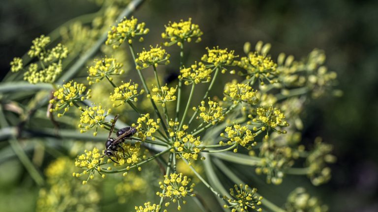 Comment cultiver Golden Alexander – pour une fleur sauvage nord-américaine avec des fleurs jaune d’acide électrique que les pollinisateurs adorent Yellow golden Alexander flowers in summer