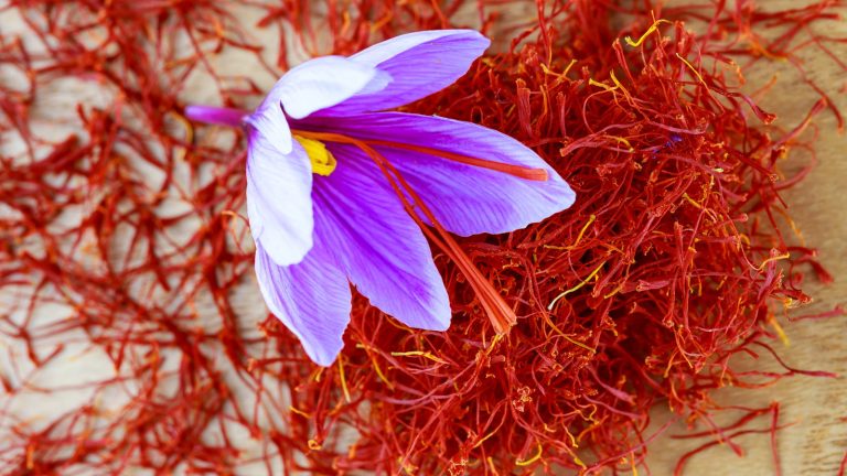 La croissance des épices les plus chères du monde dans un pot est plus facile que vous ne vous y attendez – voici tout ce que vous devez savoir pour faire pousser du safran dans de petits espaces A saffron crocus flower and saffron stigmas on a wooden board