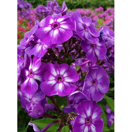 Garden Phlox & # 039; Laura & # 039; - Tall Purple Phlox - plante de démarrage en direct